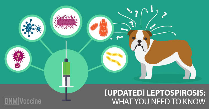 Leptospira Vaccination in Dogs