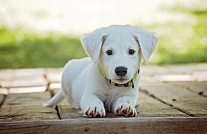 Lucy’s Law Spells the Beginning of the End for Puppy Farming