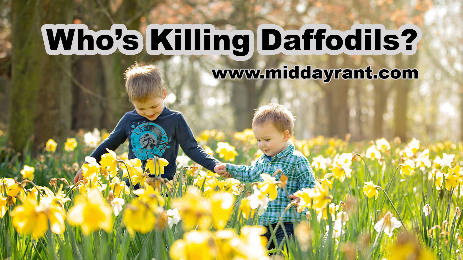 Midday Rant - Who’s Killing Daffodils?