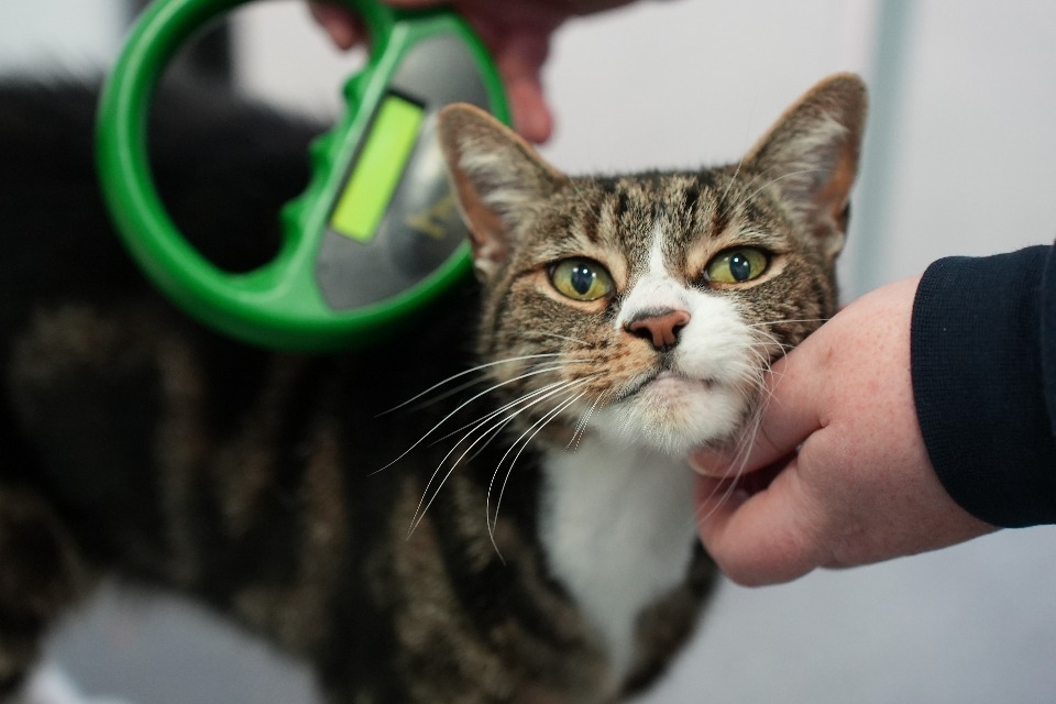 More Lost Pets to Return Home as Microchipping System Reformed