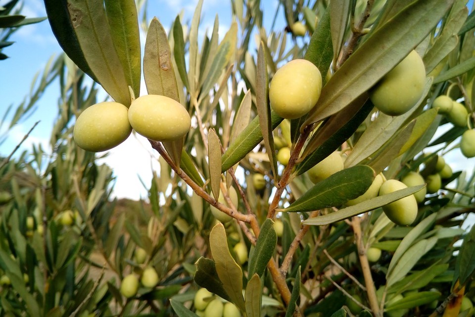 New Biosecurity Strategy to Protect Food Security, Trade and Plant Health
