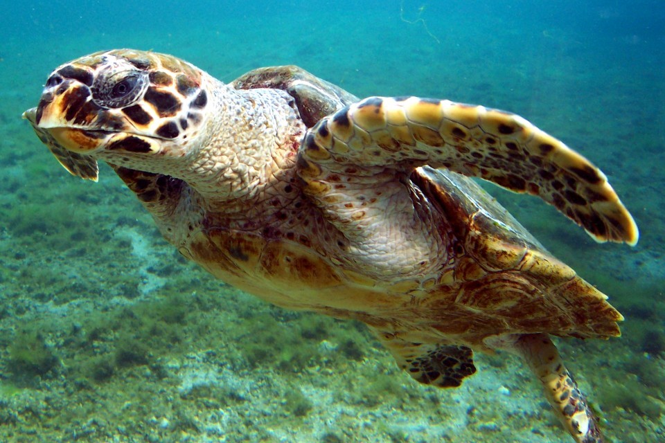 New Funding to Protect Biodiversity in UK Overseas Territories