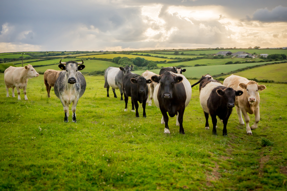New Law Comes into Force to Protect Farm Animals from Dog Attacks