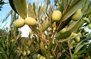 New Legislation to Address the Plant Health Threat Posed by Xylella