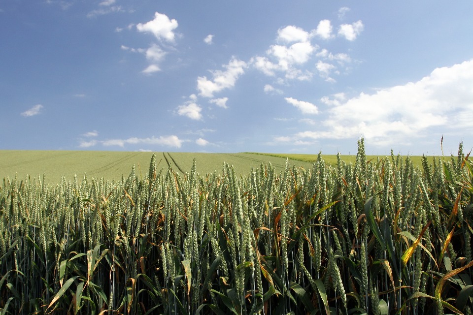 New Legislation to Support Precision Breeding and Boost Britain’s Food Security