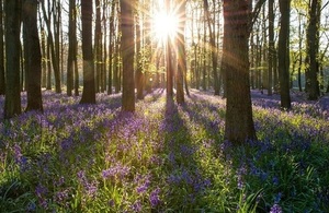 A bluebell wood