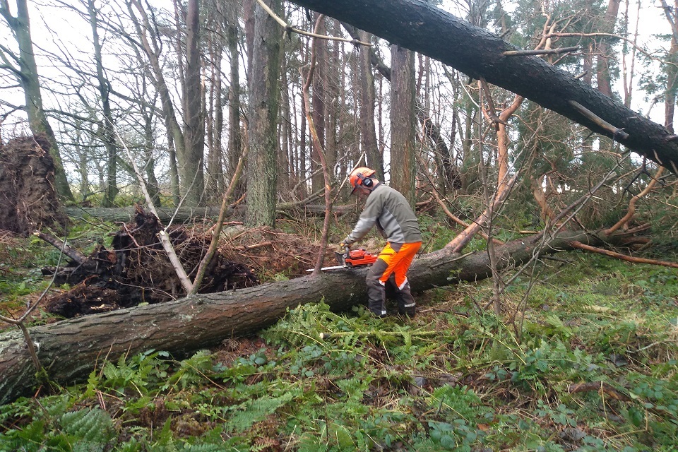 Package of tough new measures will protect the nation’s trees and curb the scourge of illegal felling (Image credit: Richard Pow, Forestry Commission)