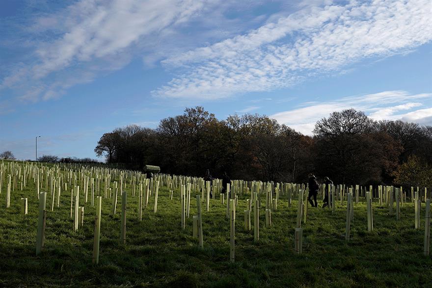New Tree Health Pilot to Protect Trees From Pests and Diseases