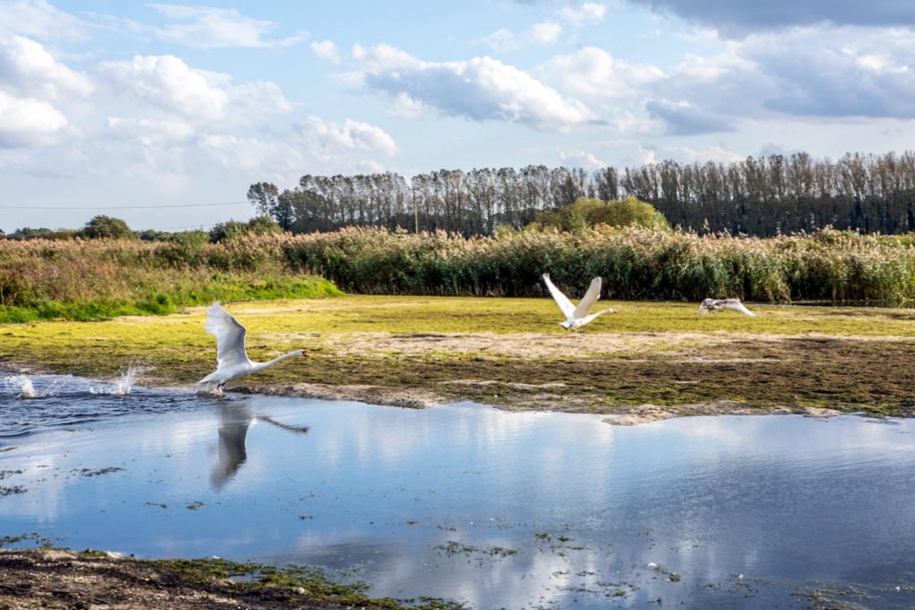 New Wetland Habitats Created in Norfolk
