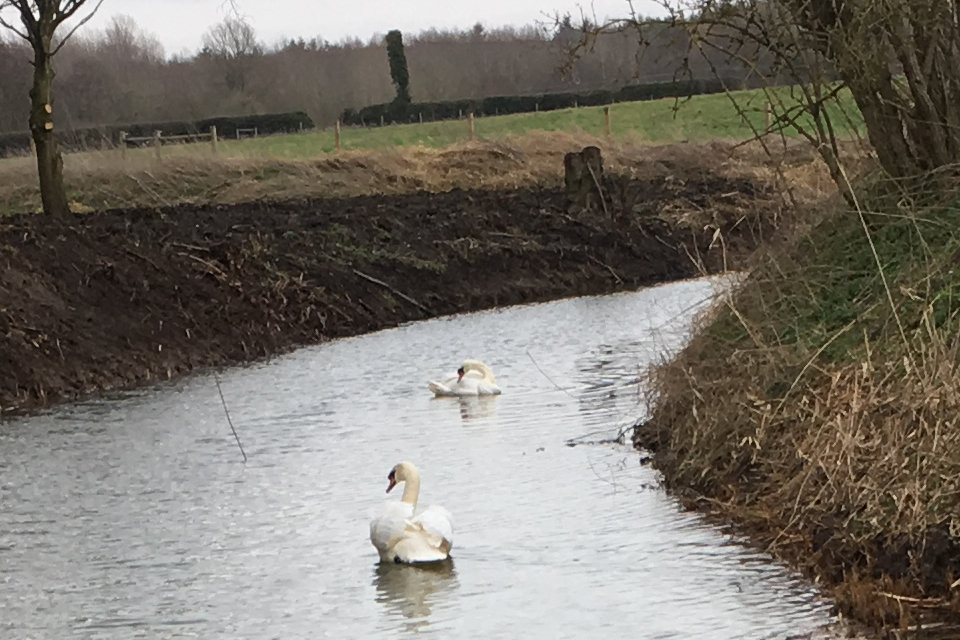 Norfolk Company Fined £17,000 for Work That Harmed Water Voles
