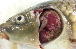 Outbreaks of Koi Herpesvirus (KHV) Disease in 2019