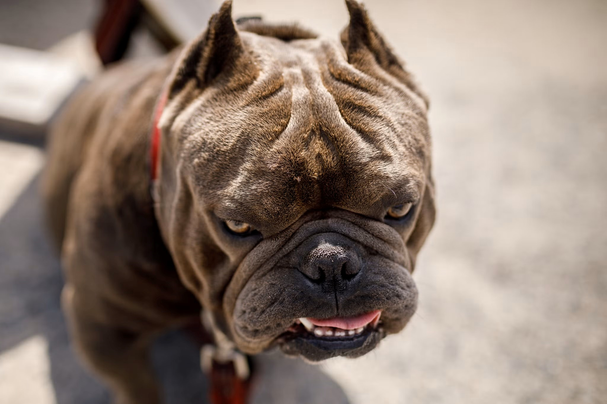 Owners Urged to Take Action as XL Bully Dog Deadline Approaches