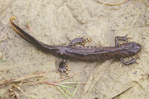 Protected: The great crested newt is the UK's largest species of newt