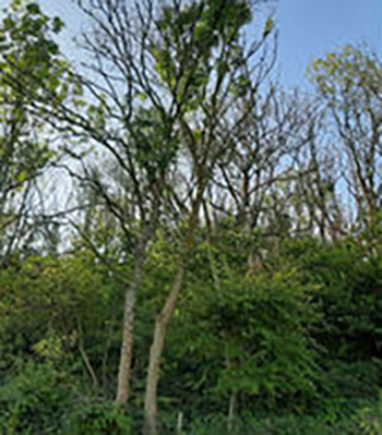 Protecting the Future of Ash Trees on Salisbury Plain