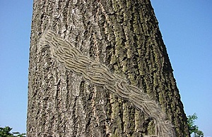 Public Urged to Report Sightings of Tree Pest Oak Processionary Moth