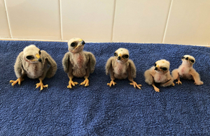 Hen harrier chicks part of the trial brood management scheme