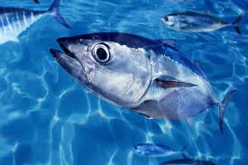 Recreational Bluefin Tuna Fishing Permits Introduced in New Legislation