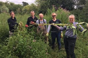 Removing an Invasive Species to Protect an Essex Riverbank