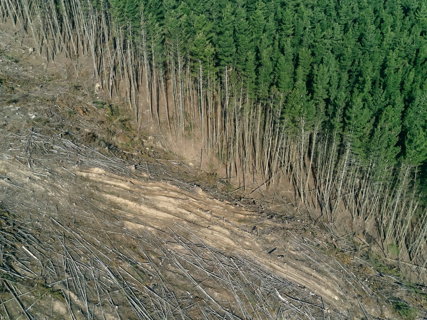 Reporting on Whole-of-Government Approaches to Stopping International Deforestation