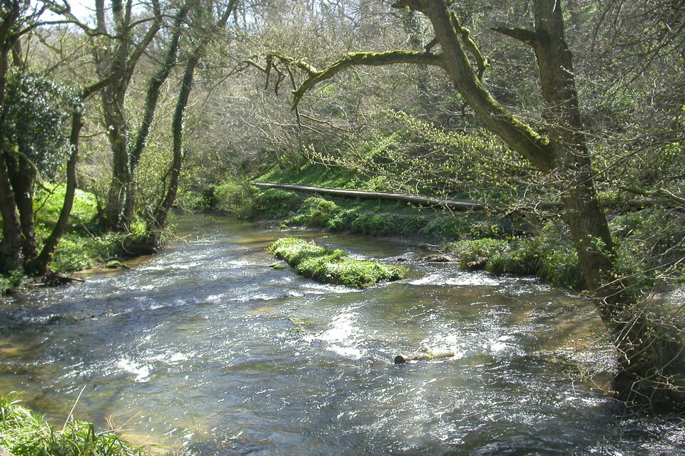 Riverbanks and Watercourses to be Planted With New Woodland