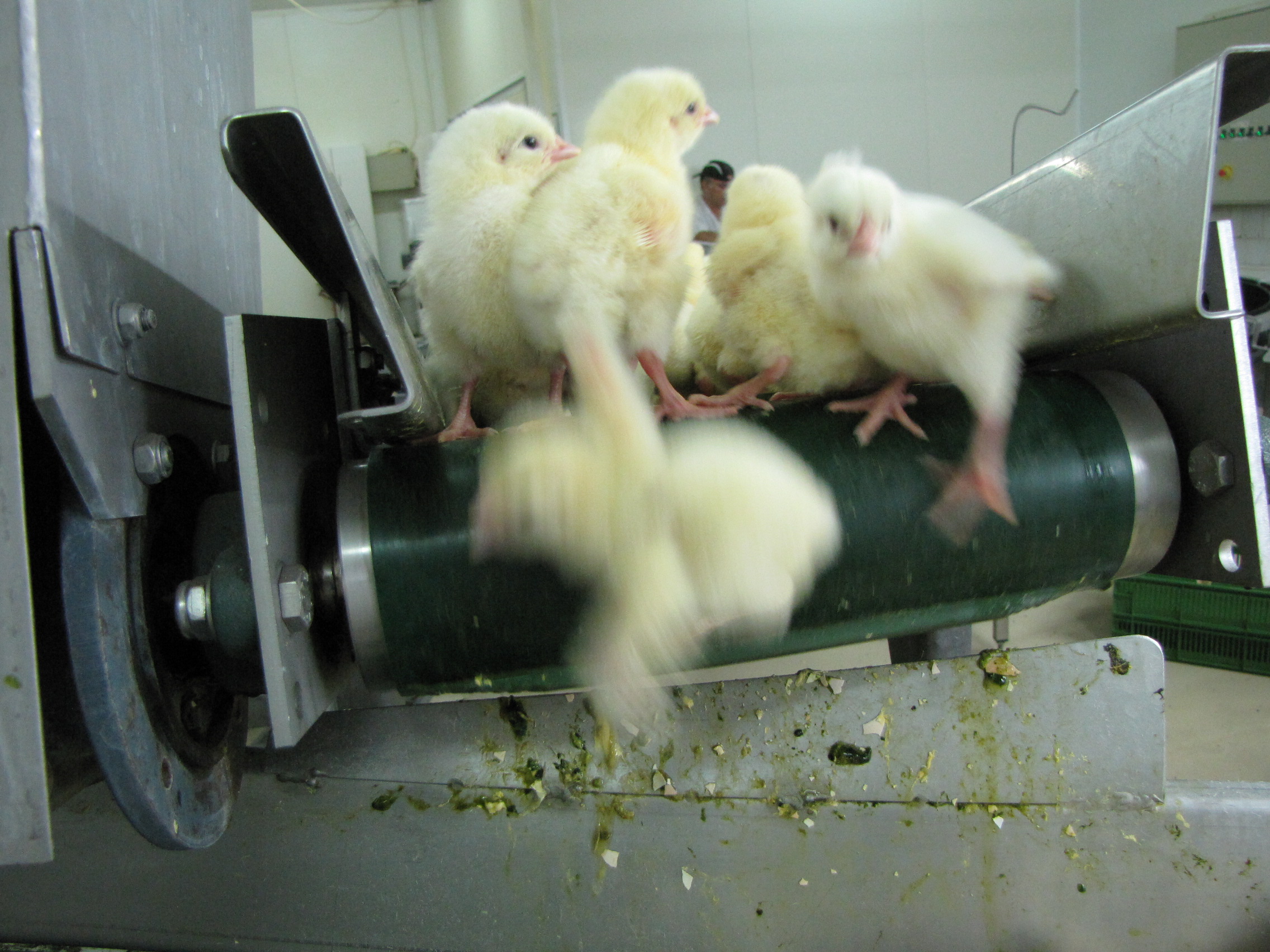 The Great Chicken Cull: How the Government Is Driving Up Food Prices and Hurting Regular Americans