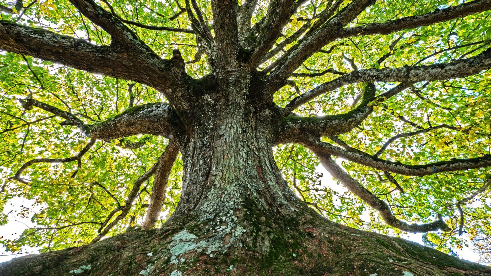 The Significance of Tu Bishvat