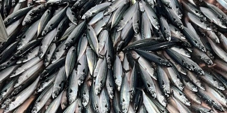 UK Agrees Deals on Mackerel Fishing with Norway and the Faroe Islands