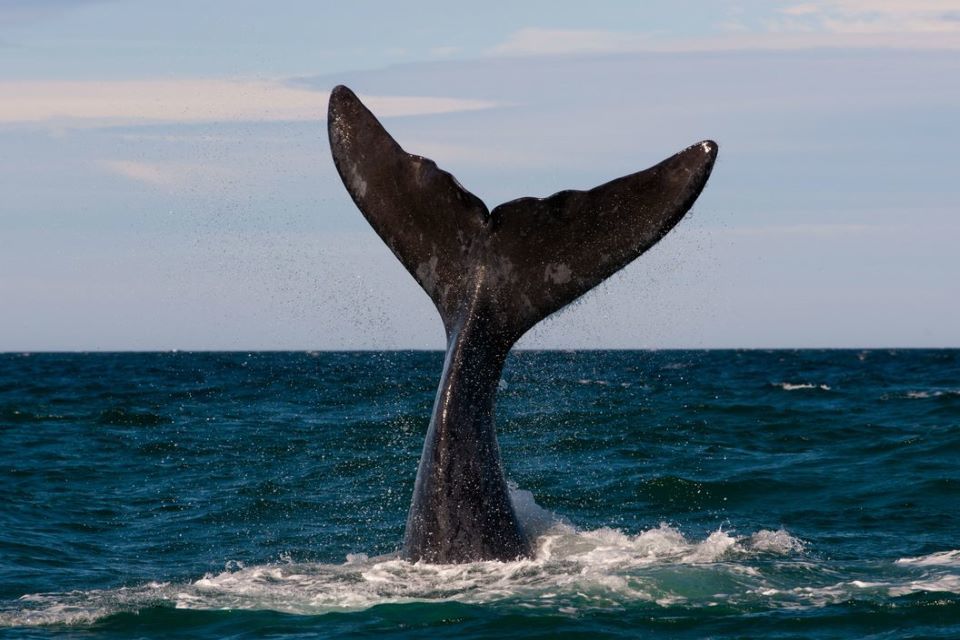 United Kingdom Reiterates Strong Anti-Whaling Stance at International Whaling Commission
