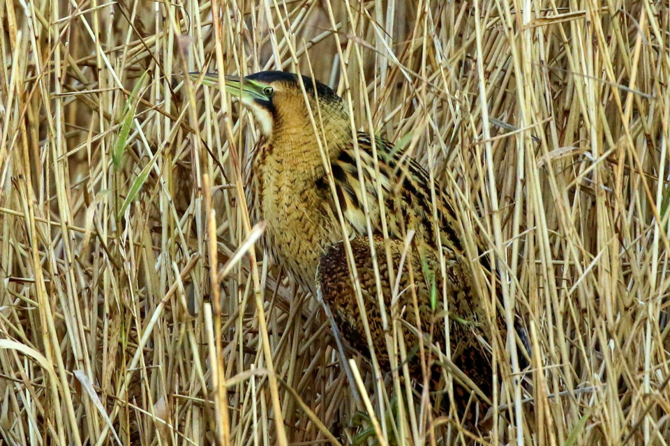 Vast Former Industrial Sites Set to be One of UK’s Largest Urban Nature Reserves
