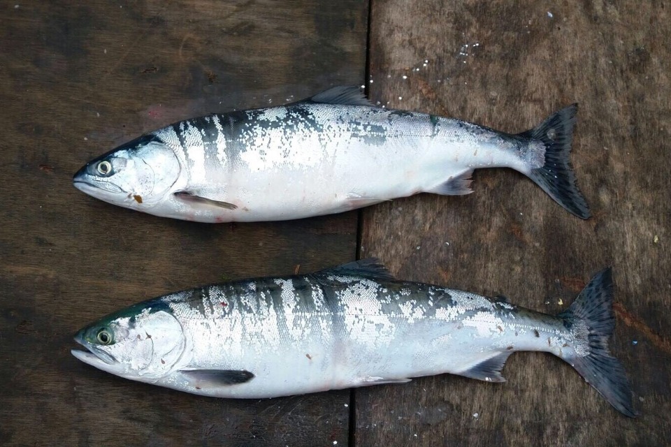 Pacific Pink Salmon (An invasive species)