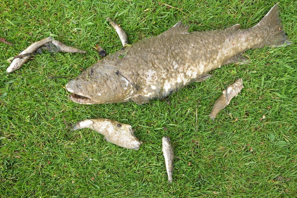 Water Company Fined £560,170 After Sewage Discharge in River
