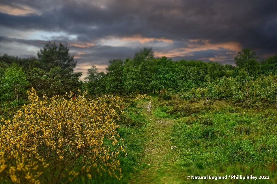 Purple Horizons offers an opportunity to reconnect people with nature on their doorstep