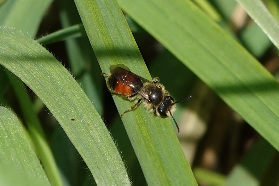 Red-Girdled Mining Bee