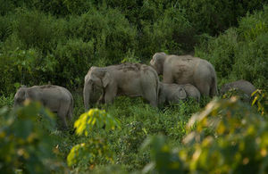 World Elephant Day: UK Gives a Helping Hand to Iconic Mammals