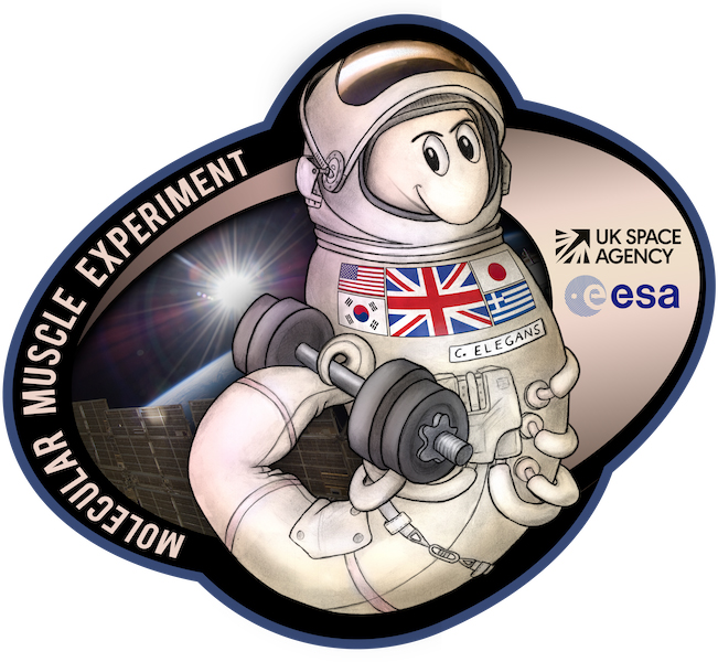 Worms on a Mission to Research Muscle Loss in Space