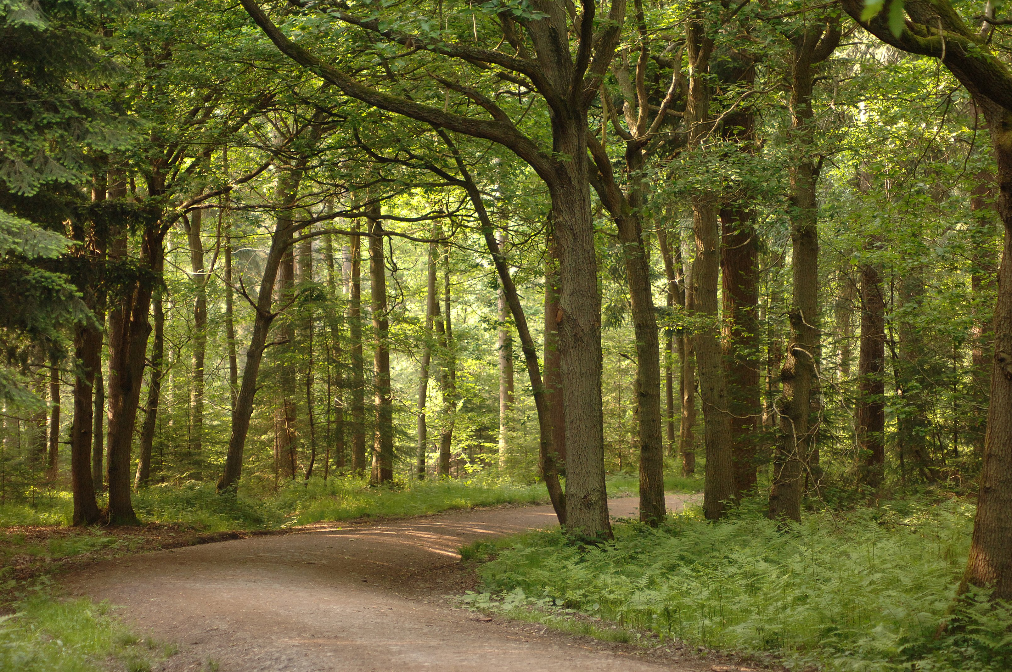 Wyre Forest Nature Reserve is Largest Native Woodland in England