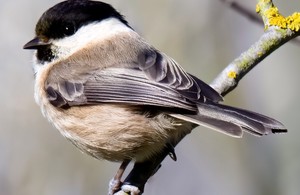 A willow tit, one of the key factors for the Dearne Valley Wetlands being recognised as a SSSI. Picture by Geoff Carr